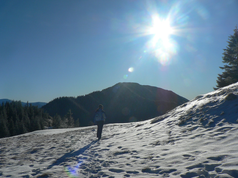 salatin-v-nizkych-tatrach